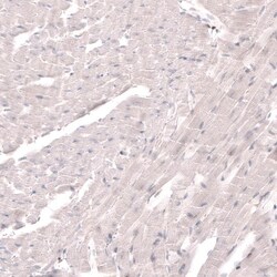 SKOR2 Antibody, Novus Biologicals 25 &mu;L; Unconjugated:Antibodies, Polyclonal